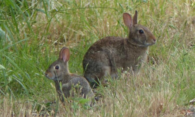 brush rabbits crown z trail cz chapman landing scappoose oregon