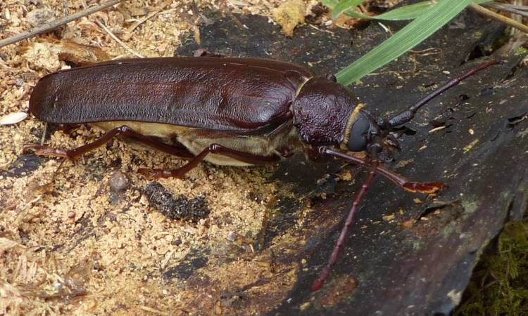 spined wood borer cz trail crown zellerbach vernonia pittsburg oregon wilark trailhead
