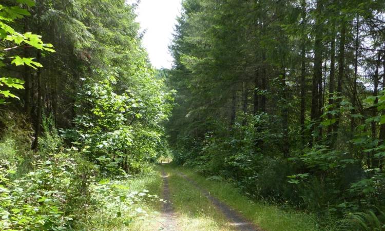 cz trail crown zellerbach vernonia pittsburg oregon wilark trailhead
