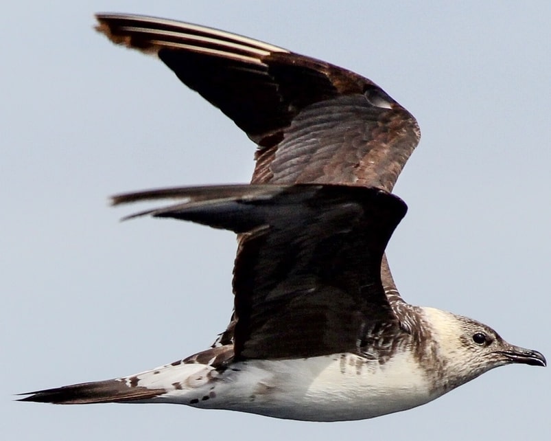 Parasitic Jaeger oregon columbia county