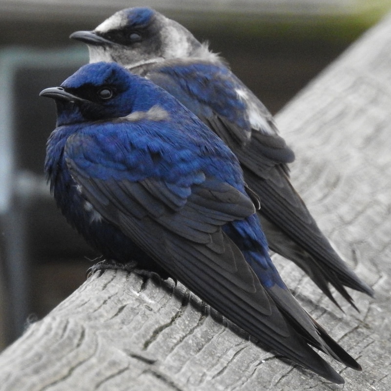 Purple Martin northwest oregon columbia county