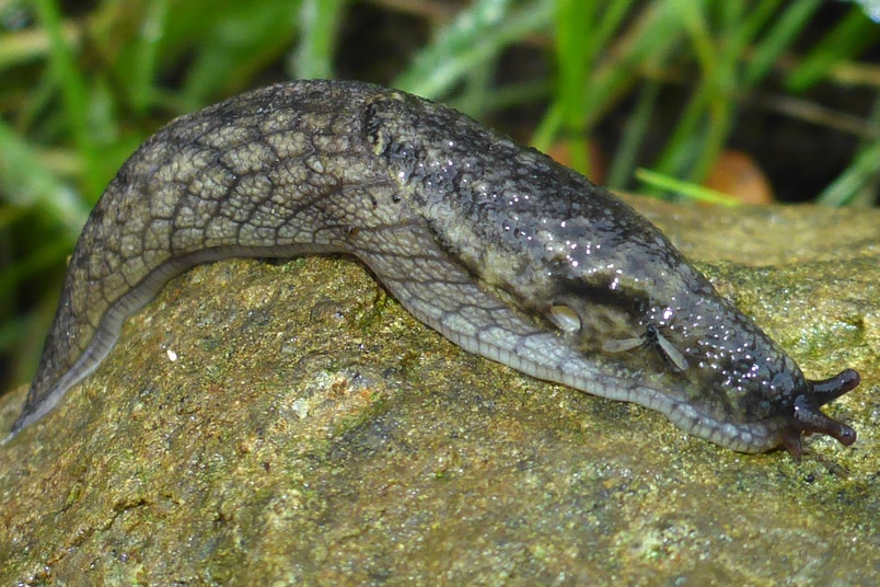 Reticulate Taildropper oregon columbia county