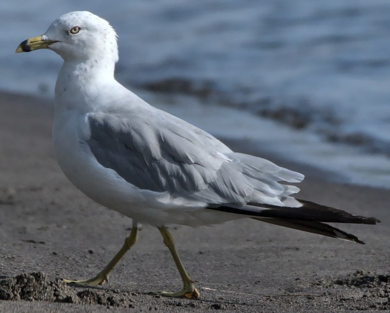 Ring-billed Gull breeding oregon columbia county