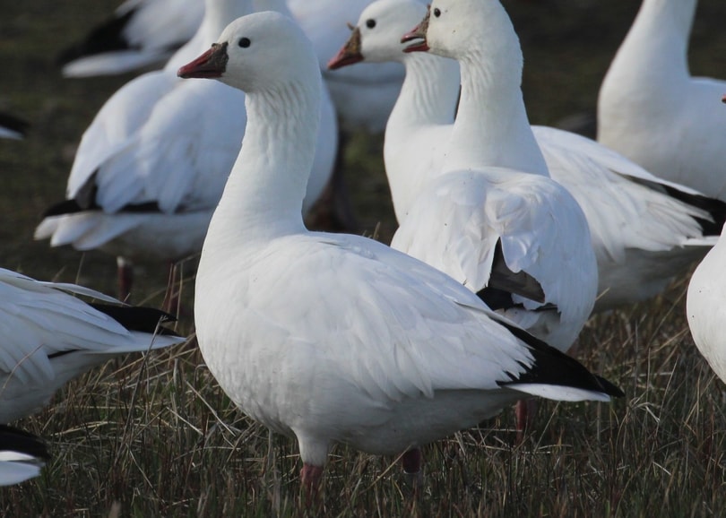 ross's goose oregon columbia county