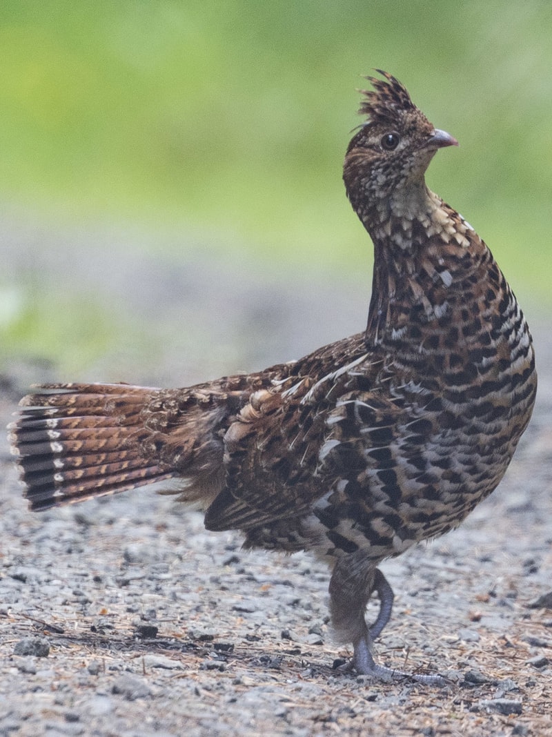 game birds quail grouse pheasants of northwest oregon columbia county ruffed grouse