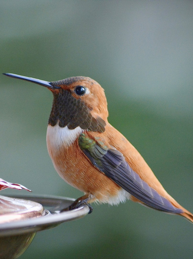 rufous hummingbirds of northwest oregon columbia county