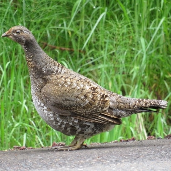 Sooty Grouse oregon columbia county