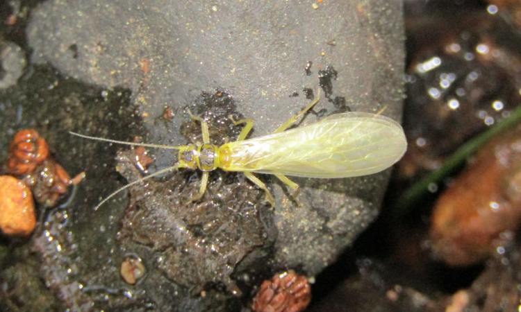 stonefly Gunner's Lake columbia county oregon