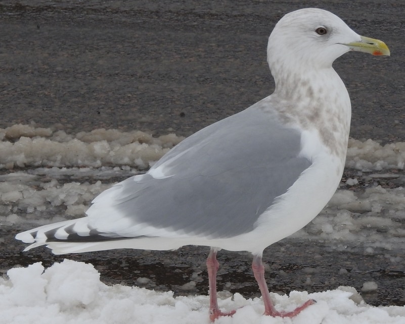 Thayer's Gull oregon columbia county