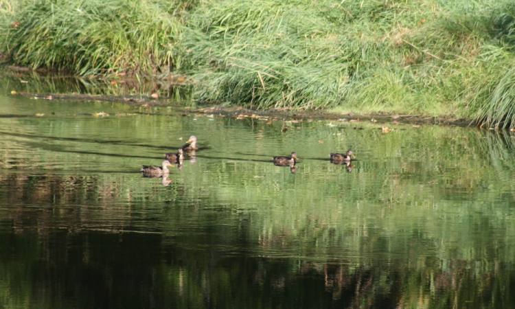 big eddy park vernonia nehalem river oregon