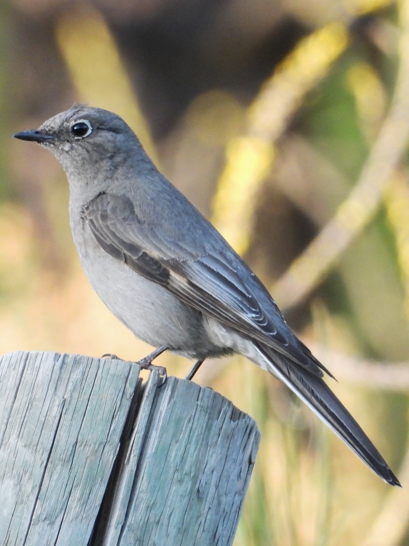 Townsend's Solitaire thrushes bluebirds mockingbirds starlings of northwest oregon columbia county