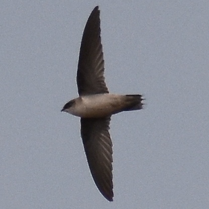 Vaux's Swift northwest oregon columbia county