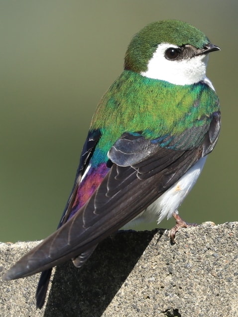 Violet-green Swallow swifts swallows of northwest oregon columbia county