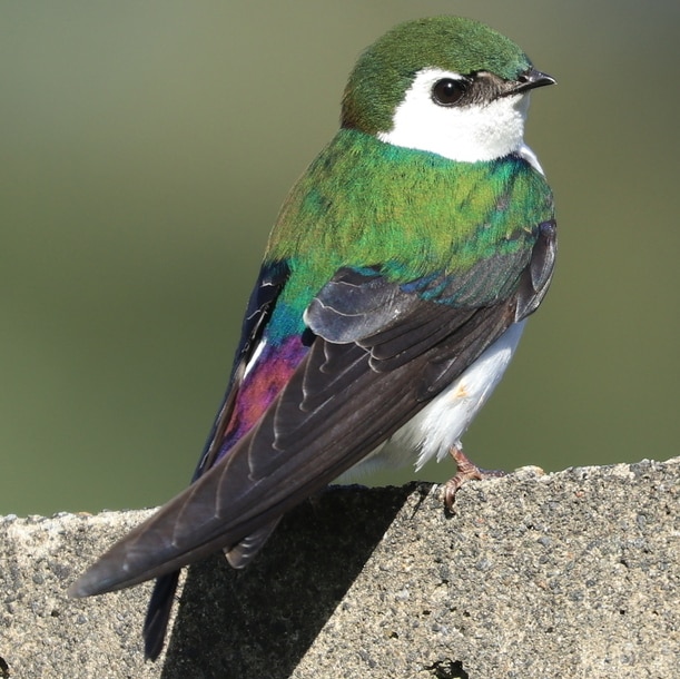 Violet-green Swallow northwest oregon columbia county