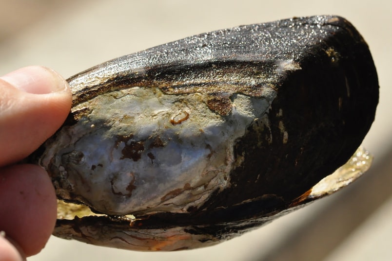 Western Ridged Mussel Oregon columbia county