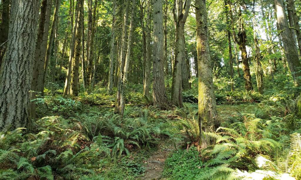 fox creek trail rainier oregon columbia county