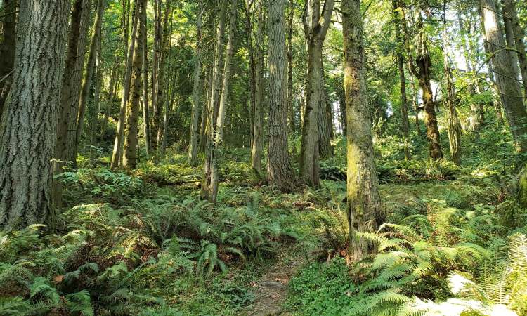 fox creek trail rainier oregon columbia county