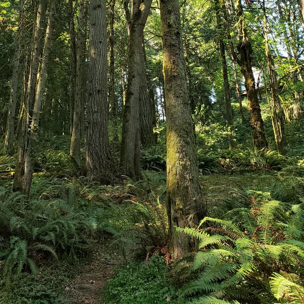 fox creek trail rainier oregon columbia county