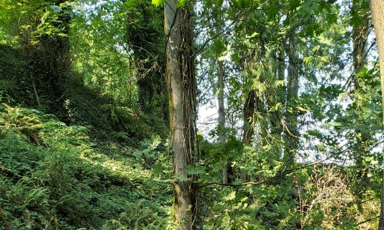 fox creek trail rainier oregon columbia county