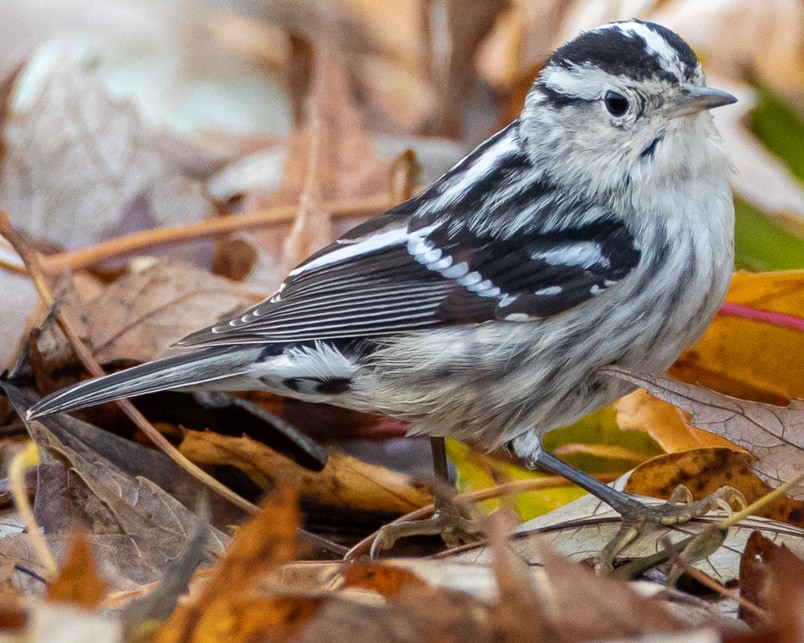 Black-and-white Warbler northwest oregon columbia county