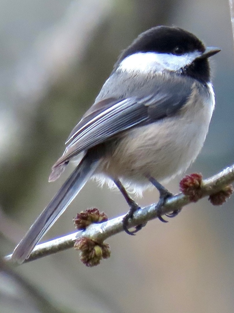 Black-capped Chickadees bushtits nuthatches creepers of northwest oregon columbia county