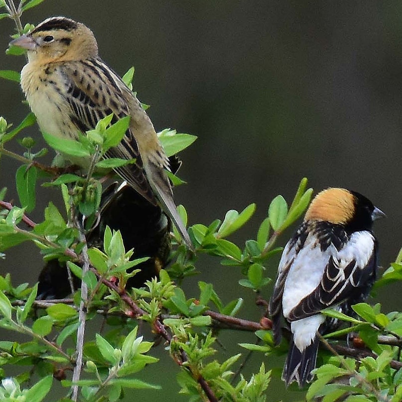 Bobolink blackbird columbia county oregon