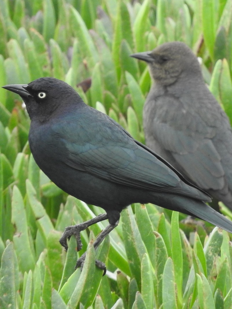 Brewer's Blackbirds orioles meadowlarks larks of northwest oregon columbia county