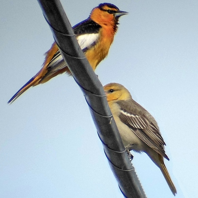 bullock's oriole northwest oregon columbia county