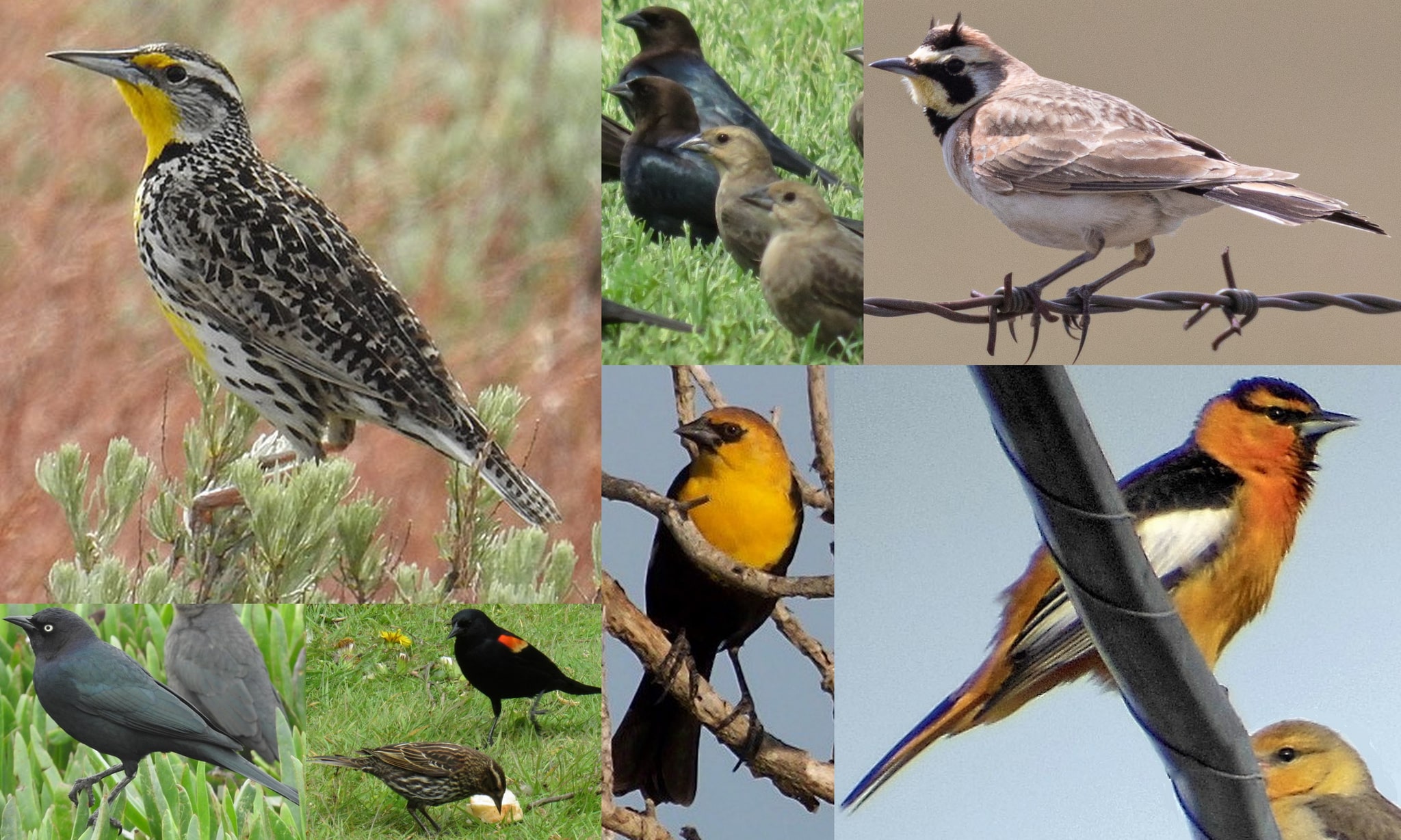 blackbirds orioles meadowlarks horned lark of northwest oregon columbia county