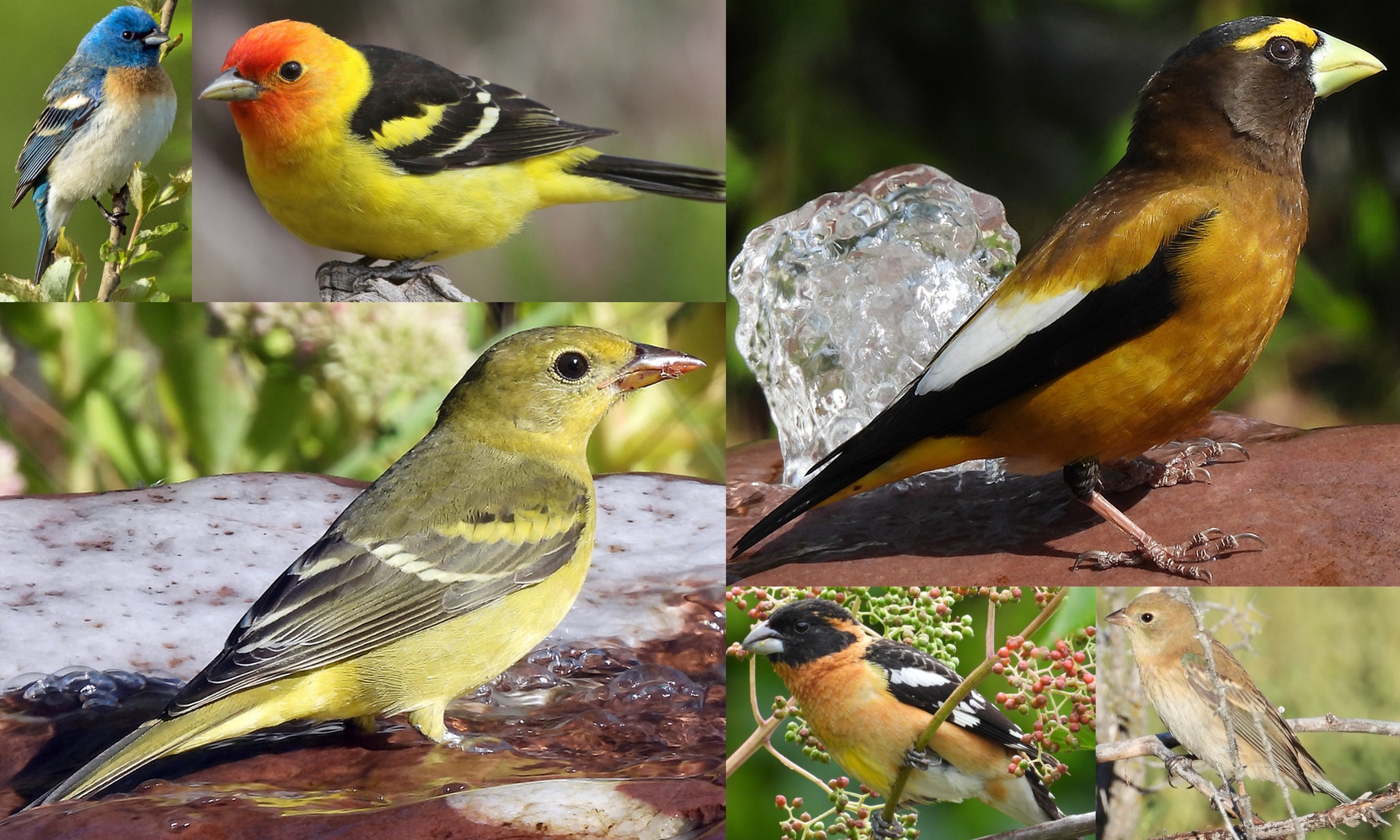 tanagers buntings grosbeaks of northwest oregon columbia county