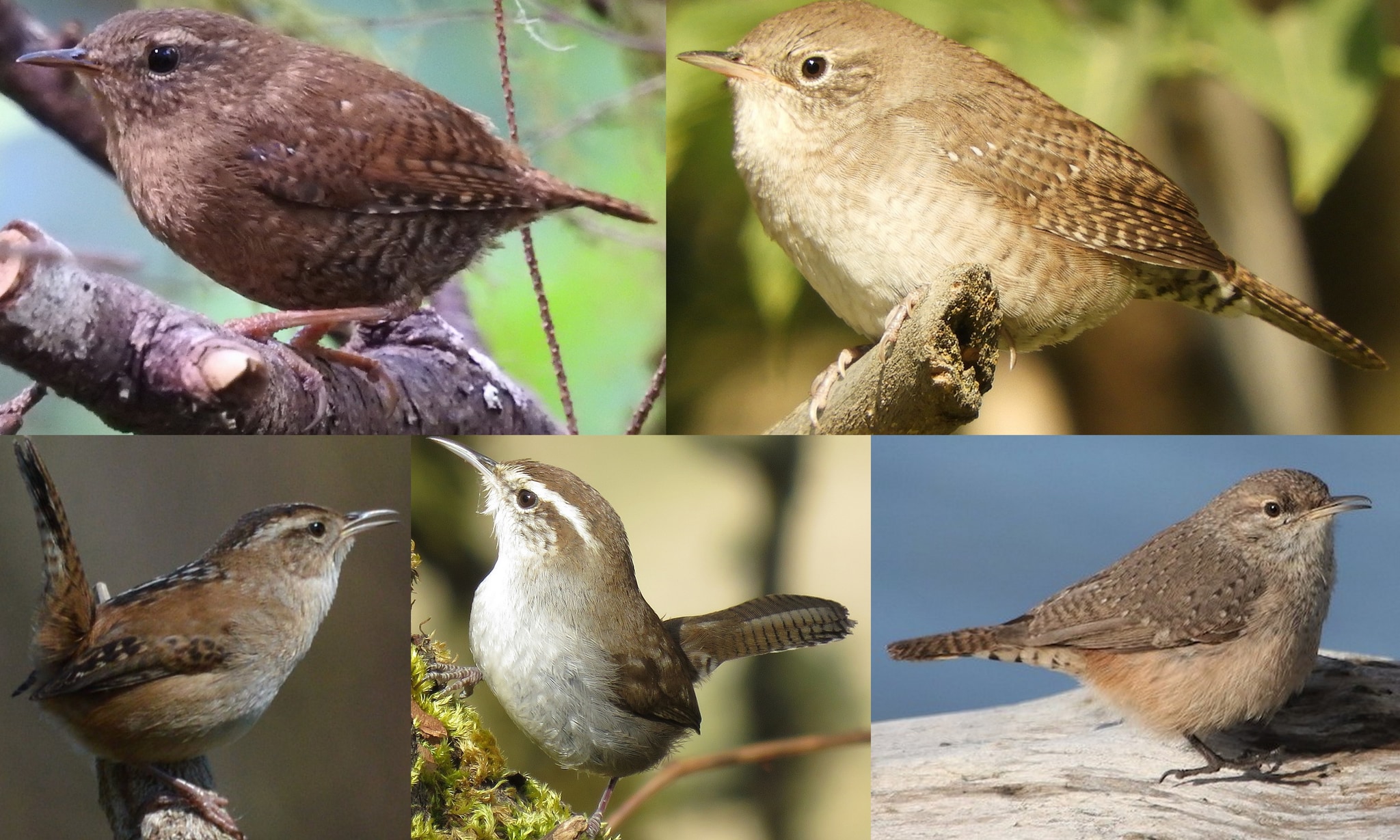 Wrens of northwest oregon columbia county