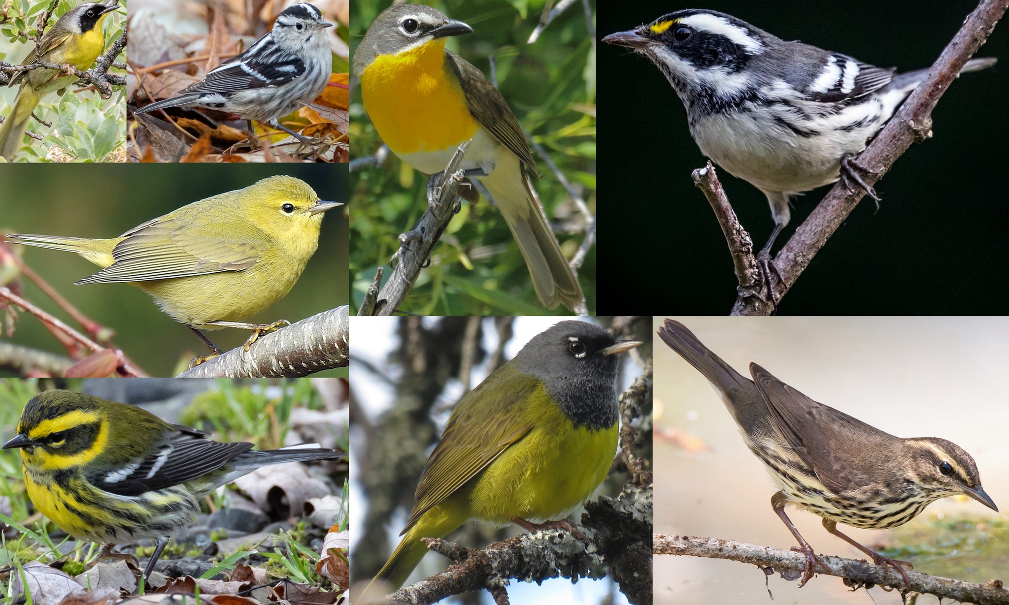 warblers of northwest oregon columbia county