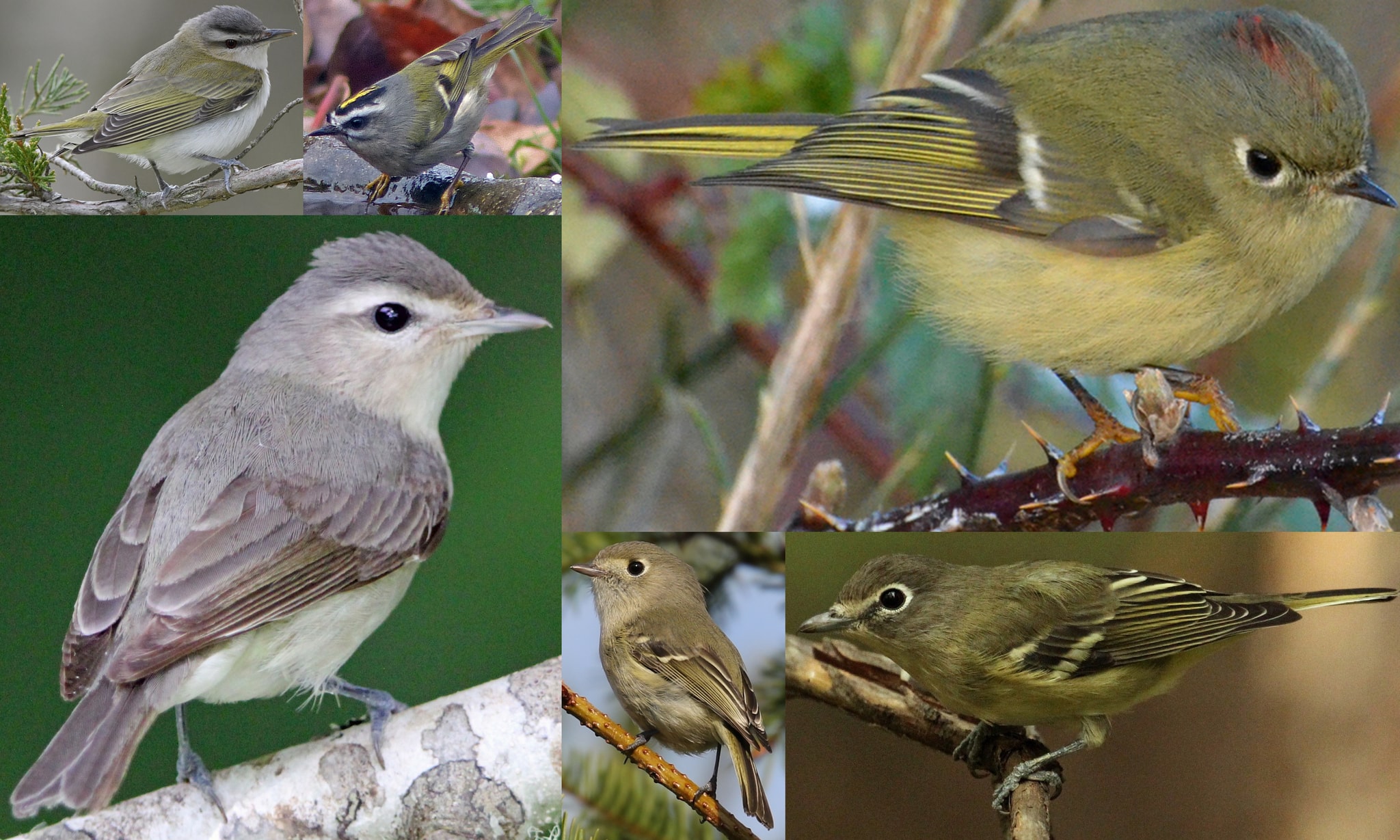 vireos and kinglets of northwest oregon columbia county