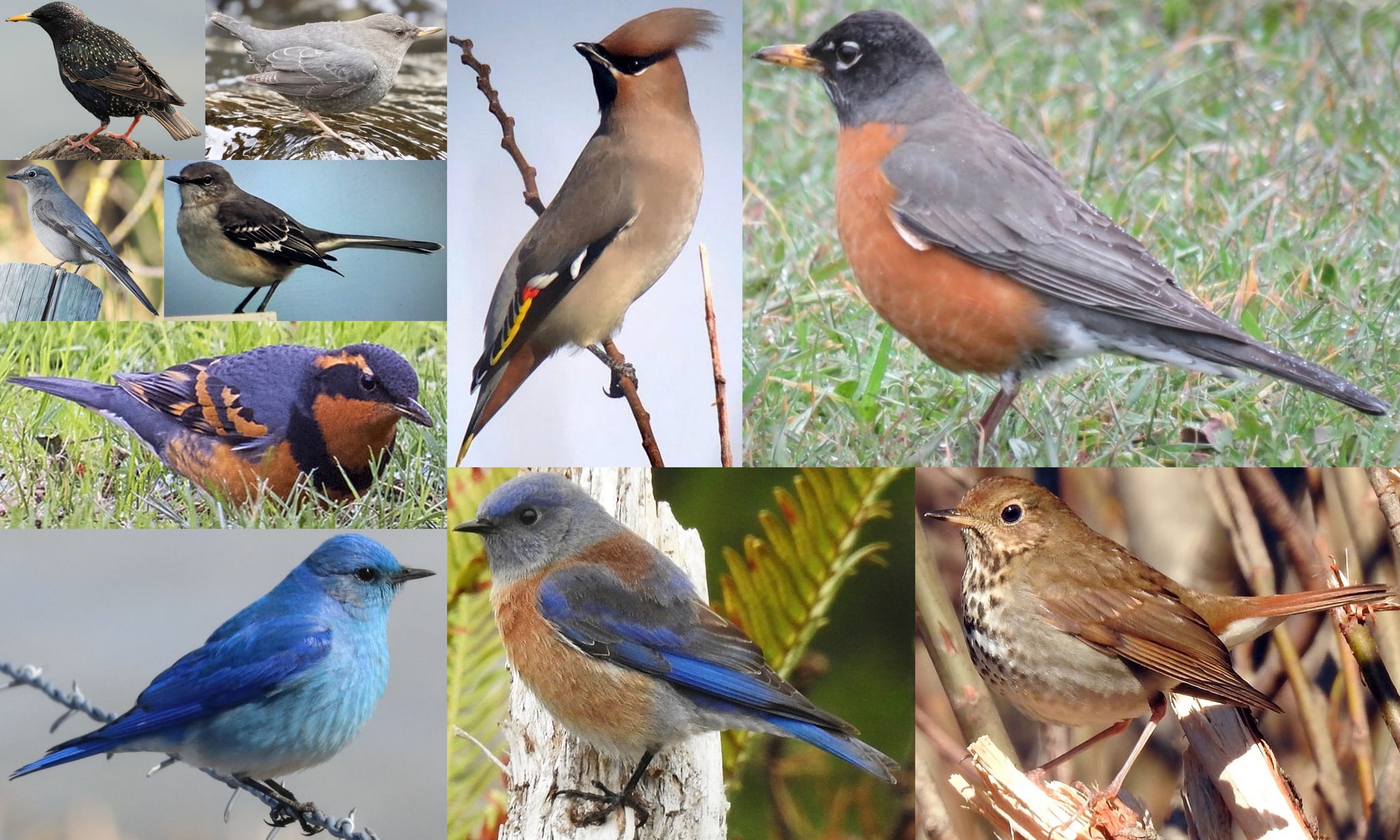 thrushes bluebirds mockingbirds dippers starlings waxwings columbia county northwest oregon