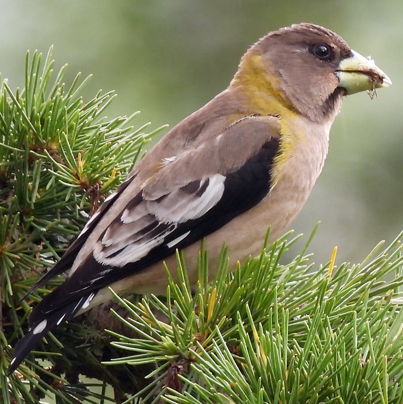 Evening Grosbeak female northwest oregon columbia county