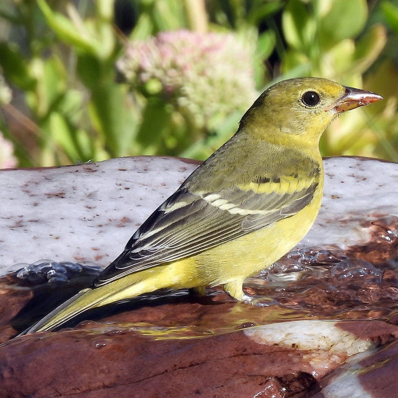 female western tanager northwest oregon columbia county