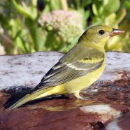 Western Tanager Piranga Ludoviciana Wild Columbia County