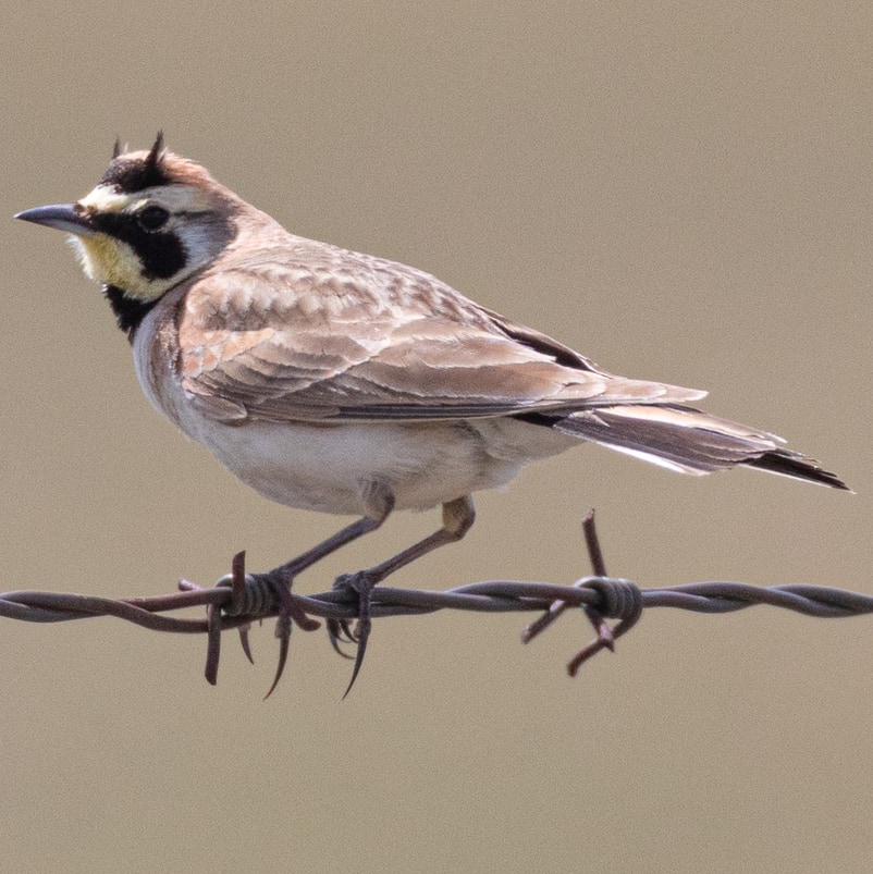 horned lark northwest oregon columbia county