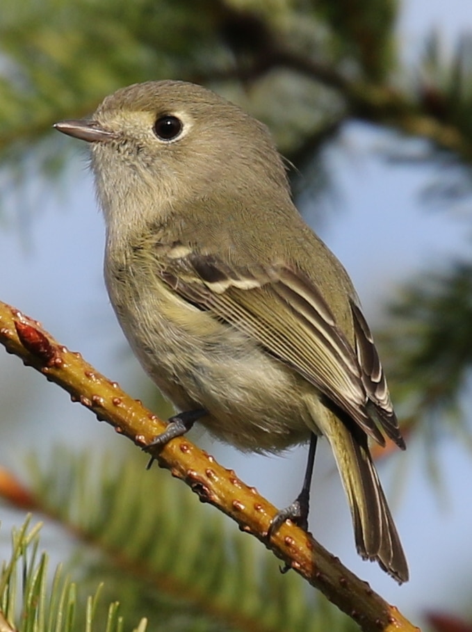 Hutton's Vireos kinglets of northwest oregon columbia county
