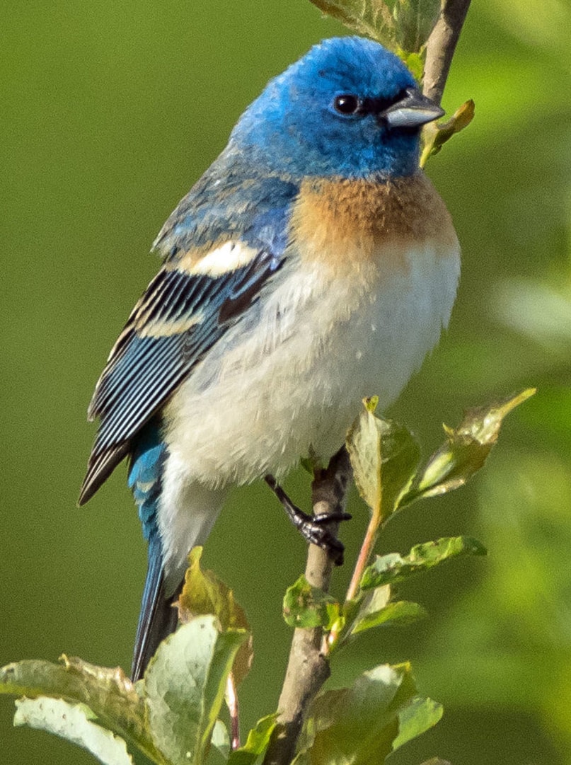 Lazuli buntings tanagers grosbeaks of northwest oregon columbia county