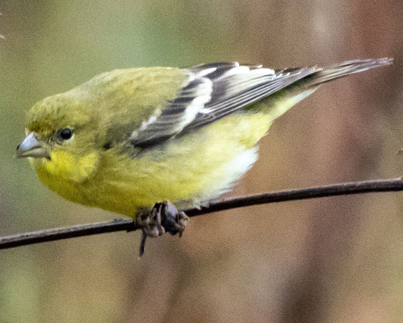 Lesser Goldfinch female northwest oregon columbia county