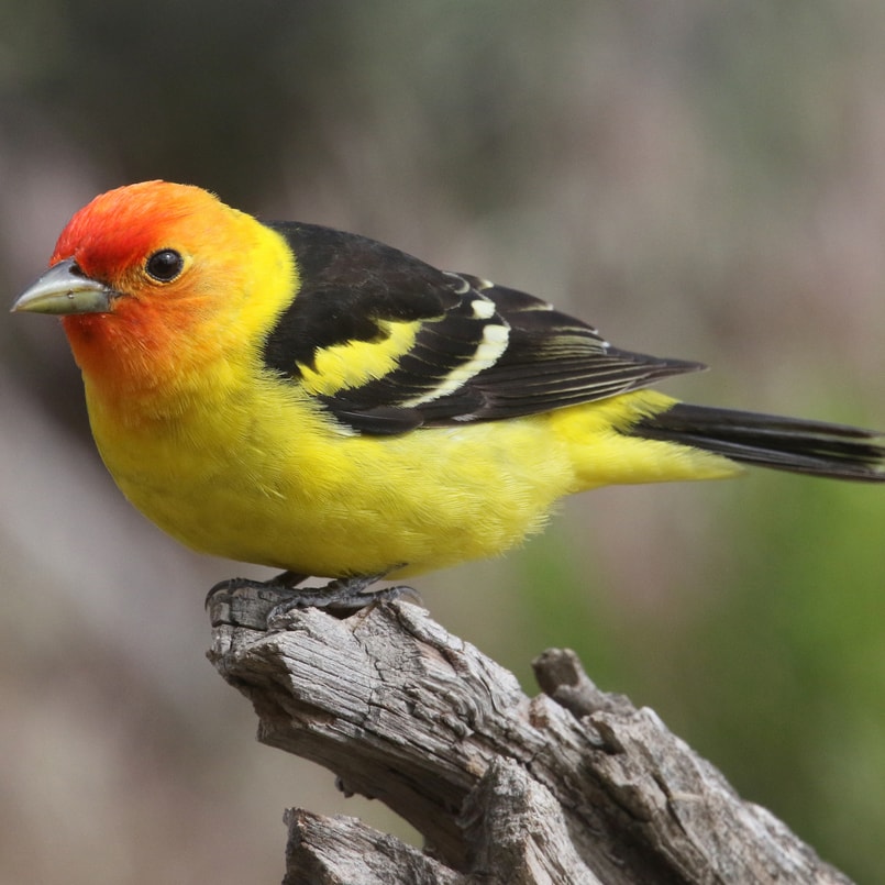 male western tanager northwest oregon columbia county