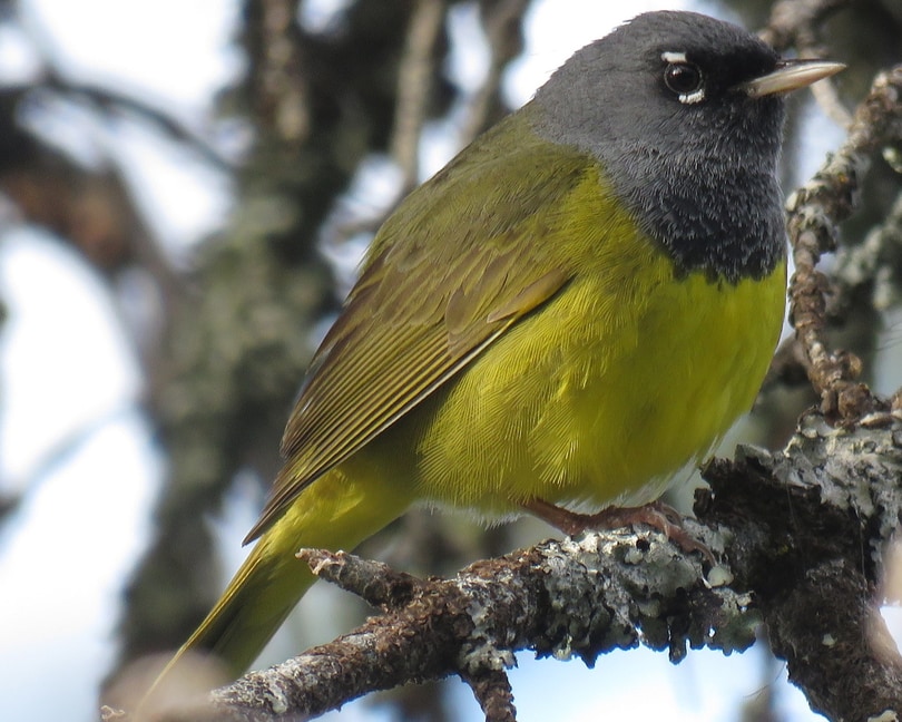 McGillivray's Warbler northwest oregon columbia county