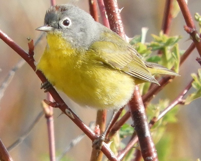 Nashville Warbler northwest oregon columbia county