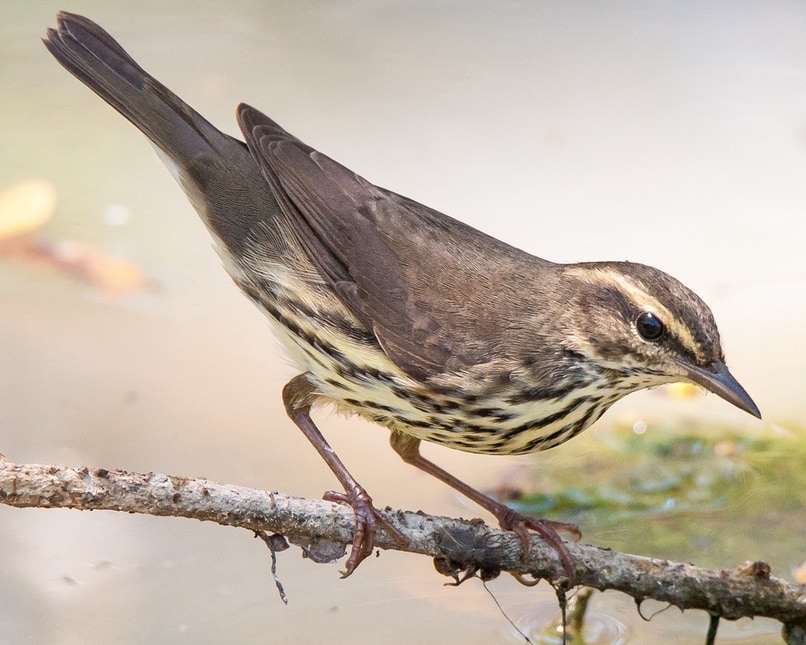 Northern Waterthrush northwest oregon columbia county