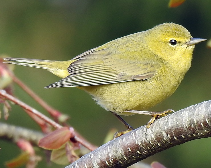Orange-crowned Warbler northwest oregon columbia county