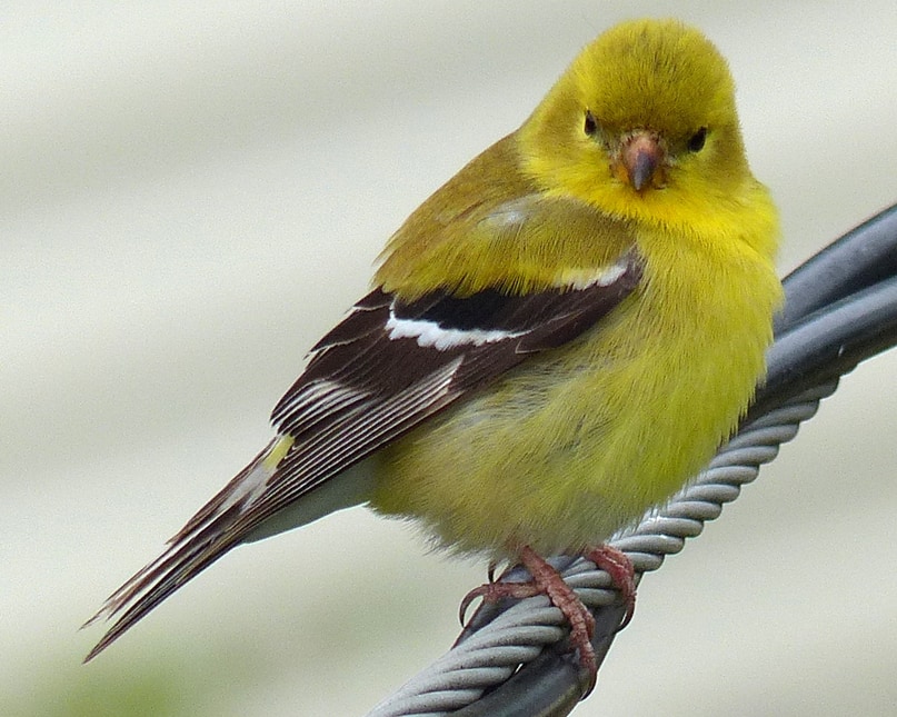 american goldfinch female northwest oregon columbia county