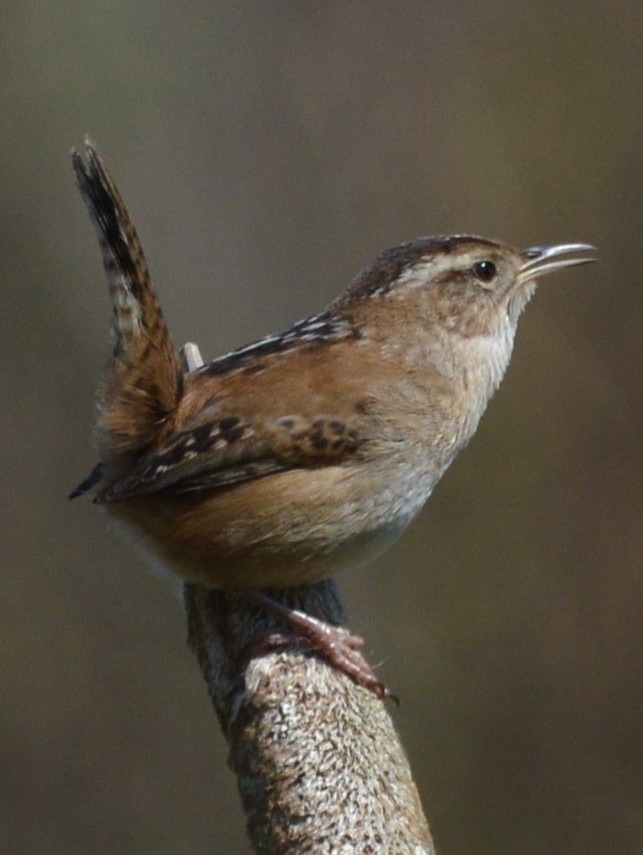 wrens of northwest oregon columbia county
