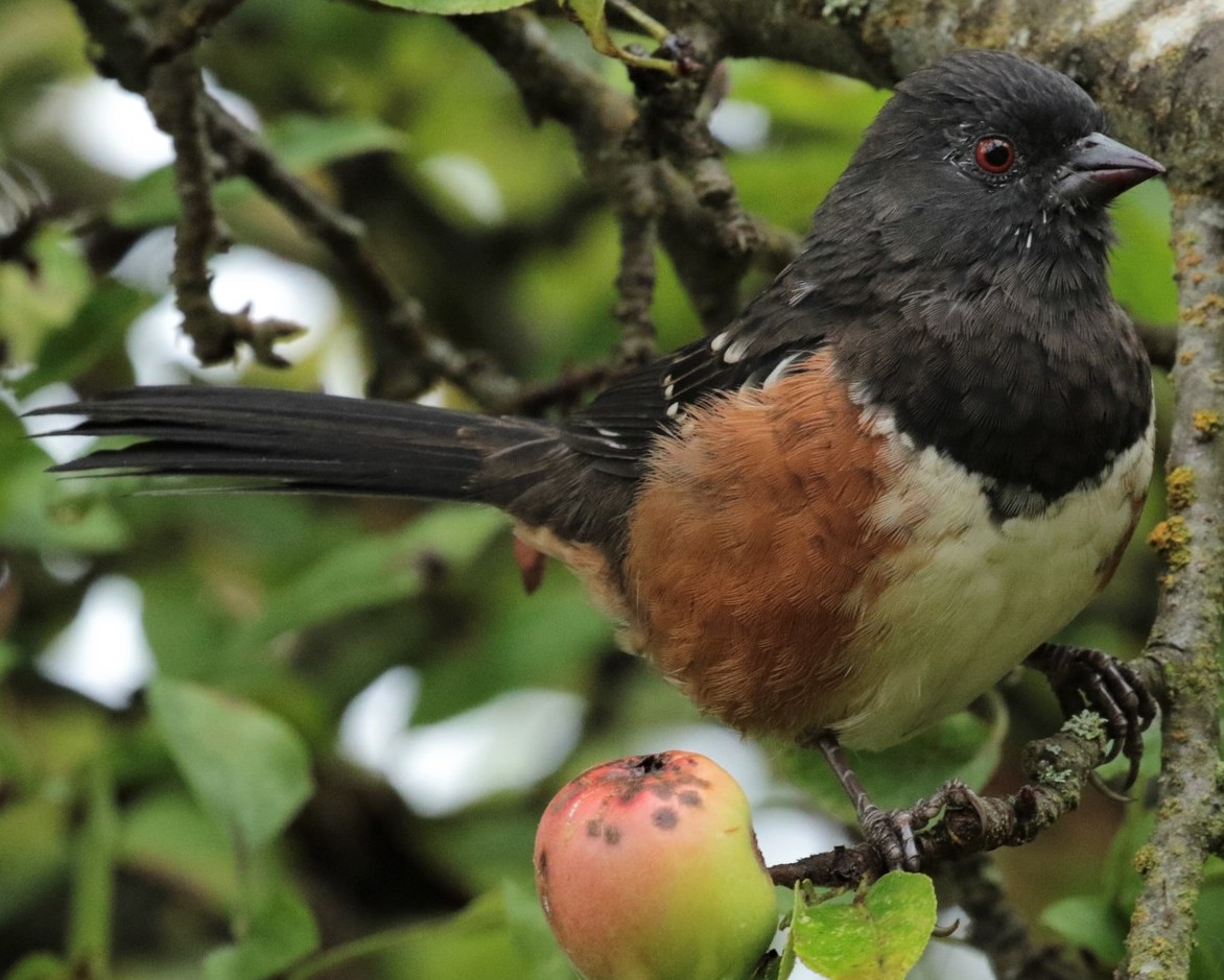 Spotted rufous-sided Towhee northwest oregon columbia county
