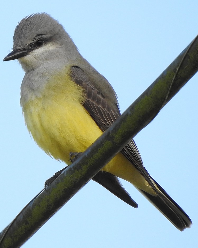 Western Kingbird Flycatcher northwest oregon columbia county
